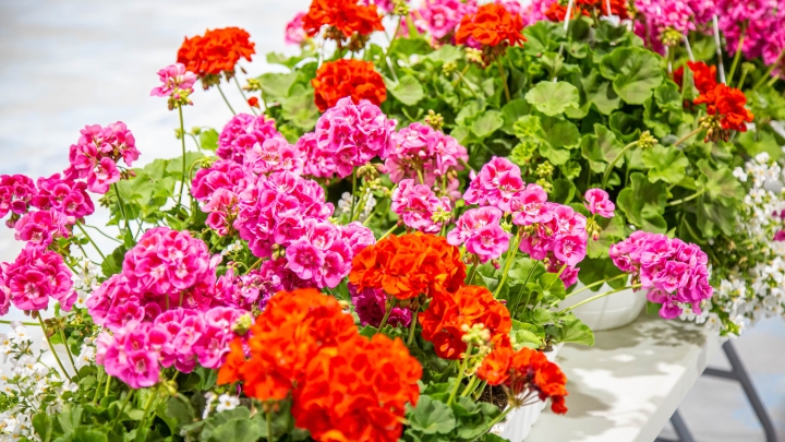 Inscription à la distribution de fleurs et de terreau dès le 4 mai 2026 à 9 h.