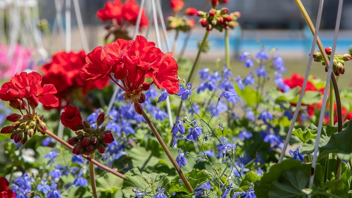 Distribution des fleurs et journée horticole au Centre récréatif Aussant