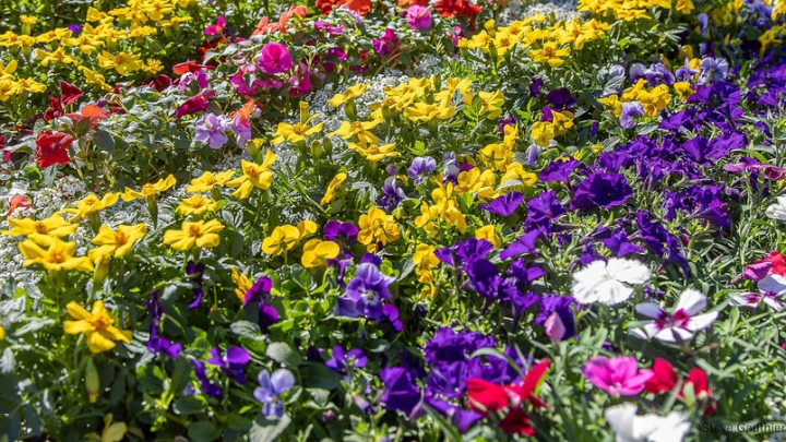 Retour sur la distribution des fleurs et du terreau et matinée horticole