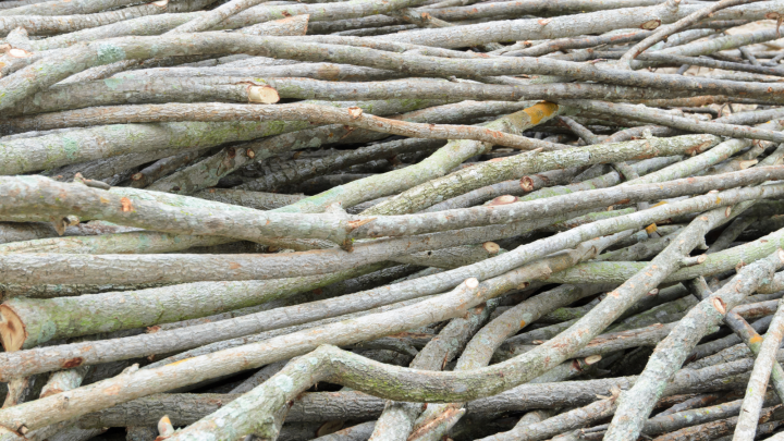 Collecte spéciale de branches et site de dépôt temporaire