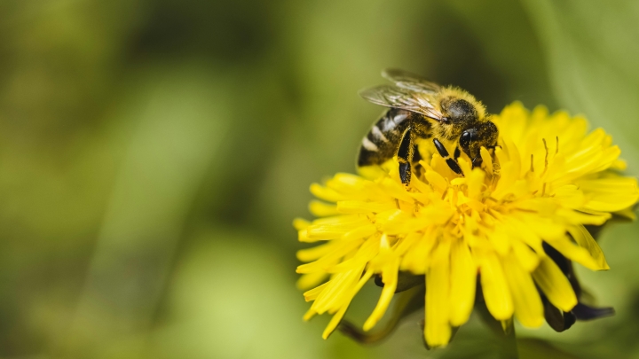 En mai, c'est le Défi Pissenlits à Saint-Joseph-de-Sorel