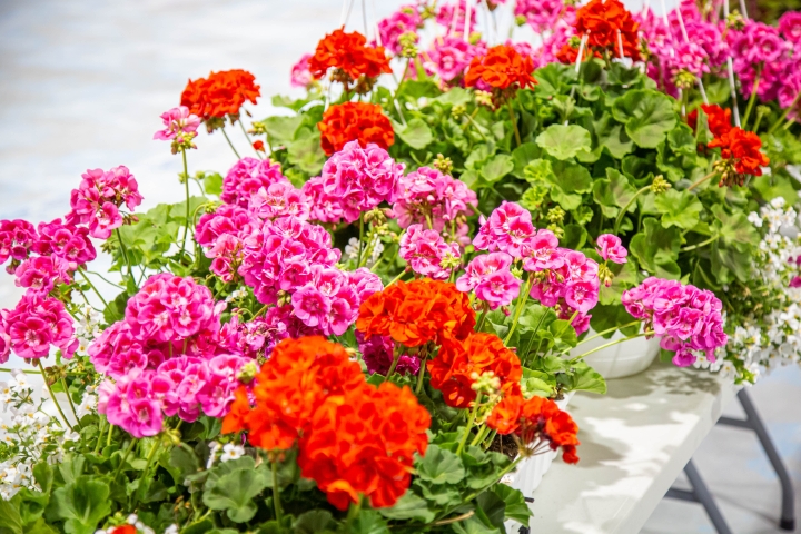 Inscription à la distribution de fleurs et de terreau dès le 4 mai 2026 à 9 h.