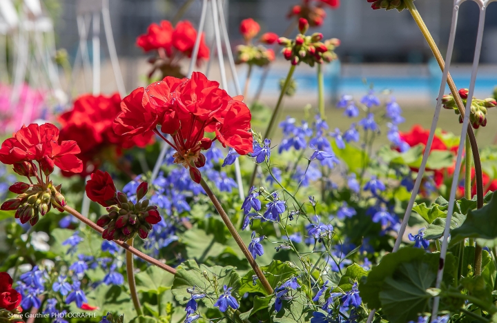 Distribution des fleurs et journée horticole au Centre récréatif Aussant