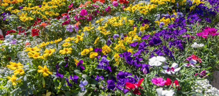 Retour sur la distribution des fleurs et du terreau et matinée horticole